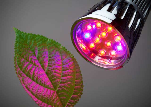植物灯和正常灯有什么区别.jpg