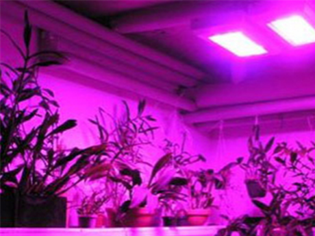 科研室植物照明案例