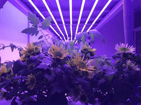 花卉工厂照明案例